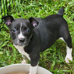 Banshee - Black and white female Rat Terrier puppy in Lynn, Alabama from Cryptic Rat Terriers