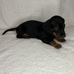 Earl - Black and tan male Dachshund puppy in Mocksville, North Carolina from The Dachs of Hazzard Dachshunds