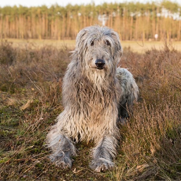 Scottish Deerhound