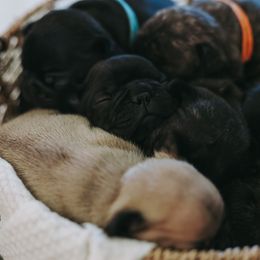 French Bulldog Puppies from Frenchie Bulldog Kisses