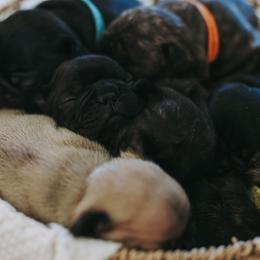 French Bulldog Puppies from Frenchie Bulldog Kisses
