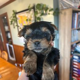 Raleigh's blue - Black and tan male Yorkshire Terrier puppy in Hardeeville, South Carolina from Pups of the Lowcountry