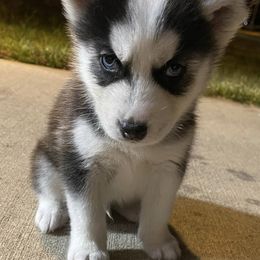 Siberian Huskies from Husky Smile