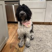 Newfoundland, Newfypoo, and Sheepadoodle All Grown Up from Sweet Creek Pups
