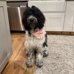 Newfoundland, Newfypoo, and Sheepadoodle All Grown Up from Sweet Creek Pups