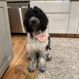 Newfoundland, Newfypoo, and Sheepadoodle All Grown Up from Sweet Creek Pups