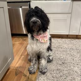Newfoundland, Newfypoo, and Sheepadoodle All Grown Up from Sweet Creek Pups