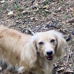 Lorenzo - Dachshund
