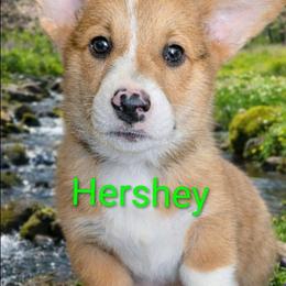 Hershey - Red male Pembroke Welsh Corgi puppy in Berkeley Springs, West Virginia from Hummingbird Farm