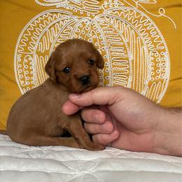Bear - Brown male Cavapoo puppy in Gap, Pennsylvania from Coles Cavapoo’s