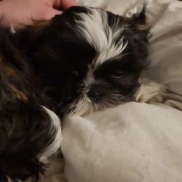 Zayne - Shih Tzu