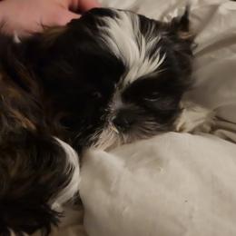 Zayne - Shih Tzu