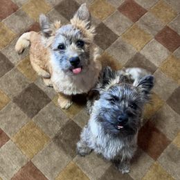 Cairn Terriers from Red Moose K9