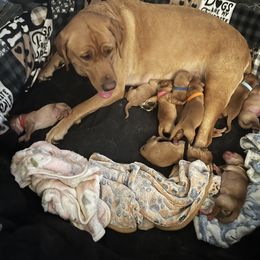 Labrador Retriever Puppies from Lake Crystal Farms Labradors