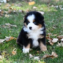 Girl 2, Wren - Black tri female Toy Australian Shepherd puppy in Bristow, Iowa from Pine Ridge Toy Aussies