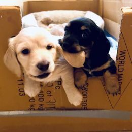 Dachshund Puppies from Guiley Doxies