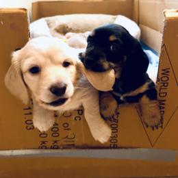 Dachshund Puppies from Guiley Doxies