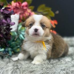 Willow - Sable and white female American Corgi puppy in Missouri from Country Legends Aussies & Corgis