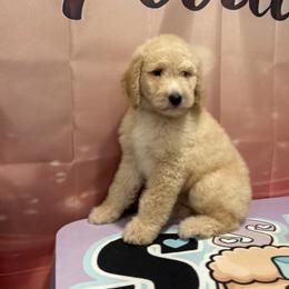 Remy - Apricot male Poodle puppy in Mobile, Alabama from Semmy’s Standard Poodle LLC