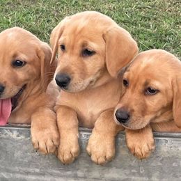 Labrador Retrievers from Embarras River Retrievers-Labradors