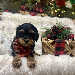 Onyx (black) - Black and tan male Cavapoo puppy in West Haven, Utah from Harper Haven Cavapoos & Doodles