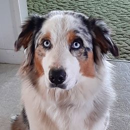 Kaylie - Australian Shepherd