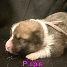 Purple collar female - Fawn female Pembroke Welsh Corgi puppy in Oxford, Pennsylvania from K&S Quality Pembroke Welsh Corgi’s