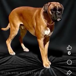 Fynn - Boxer