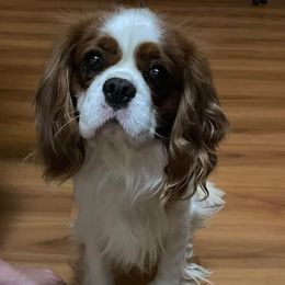 Louie - Cavalier King Charles Spaniel
