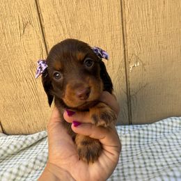 Chocolate and tan longhair female - Chocolate and tan female Dachshund puppy in Manteca, California from Sweet and Low Dachshunds