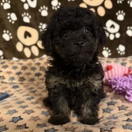 Girl 1 - Phantom female Poodle puppy in Pounding  Mill, Virginia from Rosa's Chihuahuas