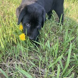 Labrador Retriever Puppies from Retrieving Labradors