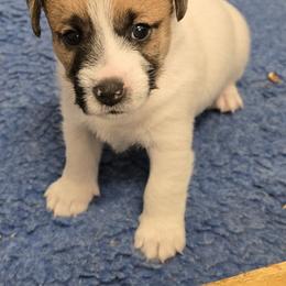 Boss - White and tan male Russell Terrier puppy in Divide, Colorado from Outlaw Farm and Kennel