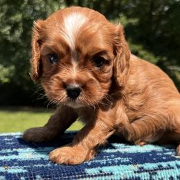Cinnamon - Ruby female Cavalier King Charles Spaniel puppy in Chattanooga, Tennessee from Oodles of Cuties!