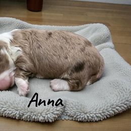 Anna - Red merle female Aussiedoodle puppy in Lebanon, Oregon from Abbott Family Farm