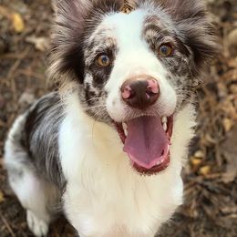 Border Collies from Buck Branch Border Collies