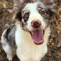 Border Collies from Buck Branch Border Collies