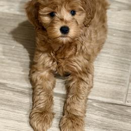 Carter - Red  male Goldendoodle puppy in Blanchard, Oklahoma from Dream Doodles by Dondi