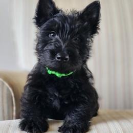 Scottish Terrier Puppies from Schulte's  Scottish Terriers