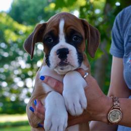 Miles - Fawn male Boxer puppy in Forest City, Iowa from Mt Valley Boxers