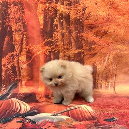 Ike - Orange male Pomeranian puppy in Lyons, Georgia from Its a Poms Life Kennel