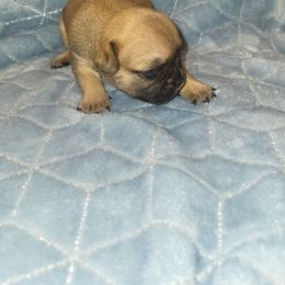 French Bulldog Puppies from Lake Martin Fancy Frenchies