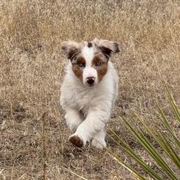 Ranger - Red merle male Australian Shepherd puppy in Franktown, Colorado from Double NB Livestock LLC
