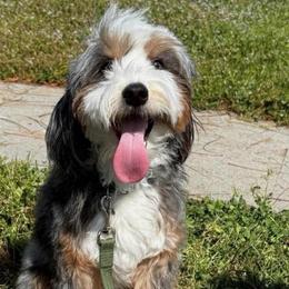 Bravo - Bernedoodle