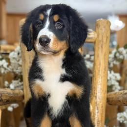 Diva - Tri-color female Bernese Mountain Dog puppy in Yuciapa, California from AlltheDoodlez_