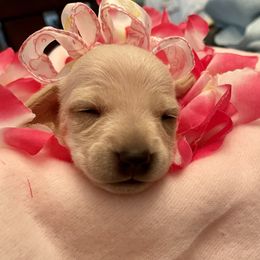 Dachshund Puppies from Mimi’s Doxies