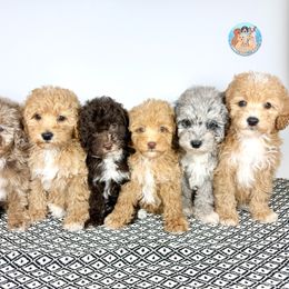 Aussiedoodle, Bernedoodle, Double Doodle, and Goldendoodle Puppies from Dandy Doodle Ranch