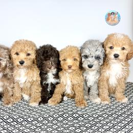 Aussiedoodle, Bernedoodle, Double Doodle, and Goldendoodle Puppies from Dandy Doodle Ranch