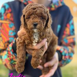 India - Red  female Poodle puppy in Cedar City, Utah from Baird Poodles and Doodles