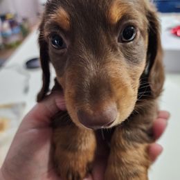 Dachshund Puppies from FureverFL